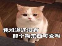 上海苑质新能源科技有限公司