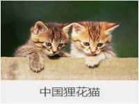上海苑质新能源科技有限公司