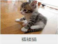 上海苑质新能源科技有限公司