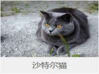 上海苑质新能源科技有限公司