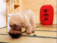 上海苑质新能源科技有限公司